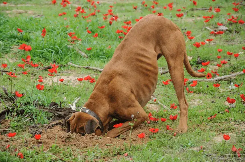 Dlaczego pies kopie w legowisku? Przyczyny i sposoby na problematyczne zachowanie
