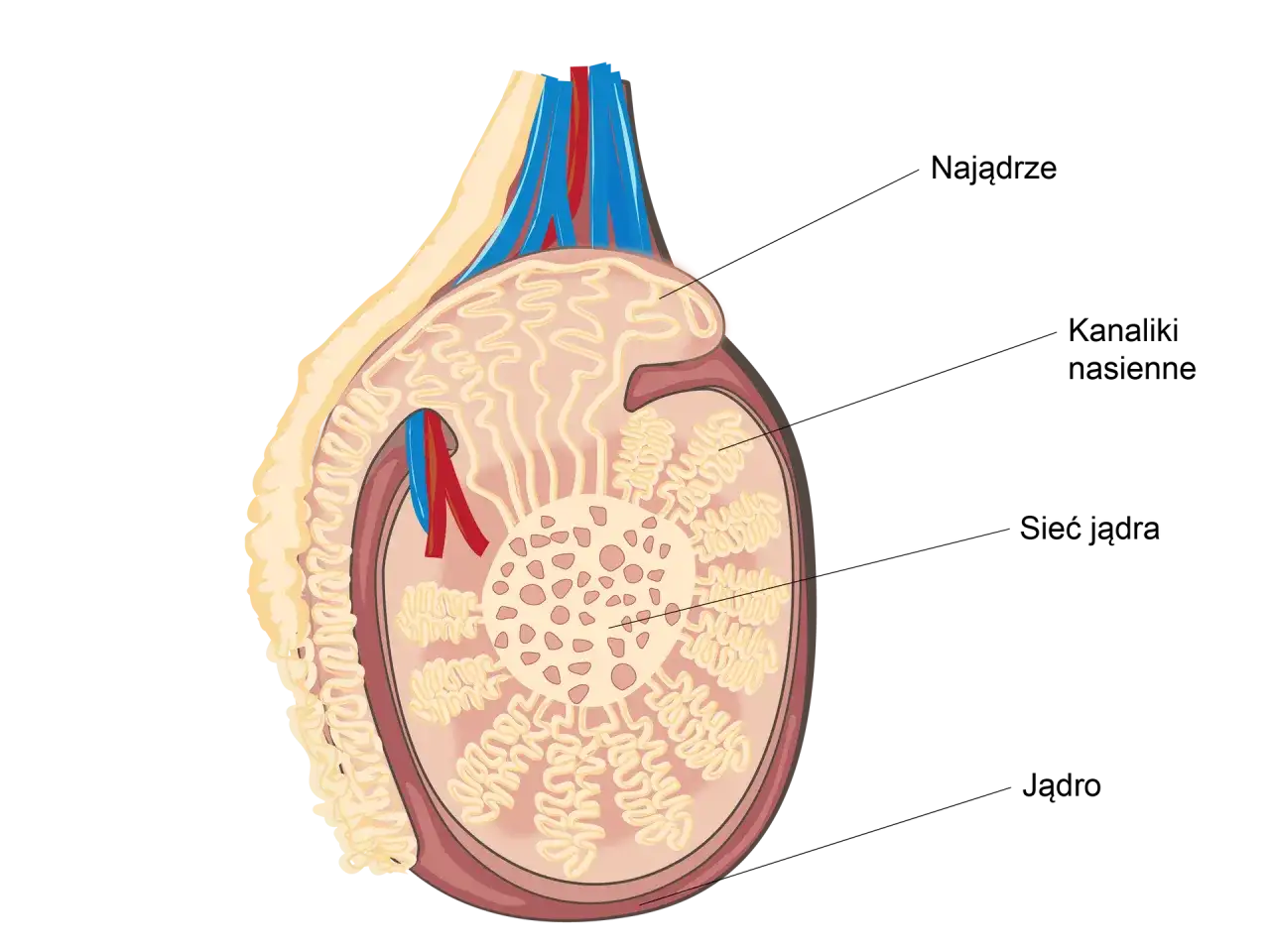 Jak wygląda jądro męskie? Odkryj jego budowę i funkcje zdrowotne