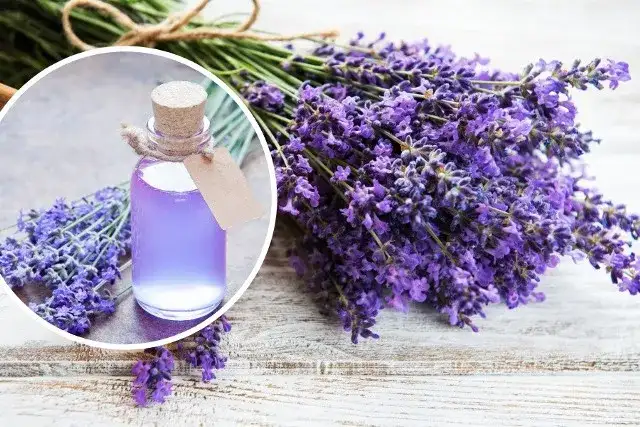 Domowy przepis na herbatę z lawendy - dokładna instrukcja przygotowania