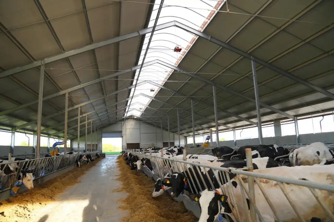 Nowoczesna, tania obora dla bydła mięsnego z jasnym dachem i rzędami pasących się krów.