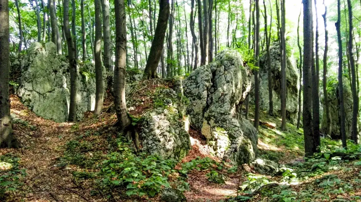 Rezerwat przyrody Pazurek - tajemnice flory i unikalne atrakcje