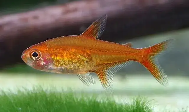 Gdzie oddać rybki akwariowe, aby znaleźć im dobry dom?