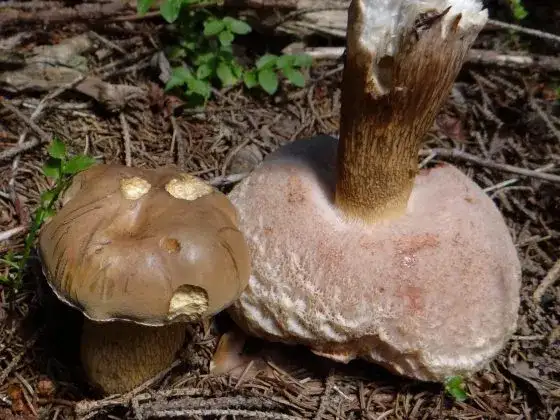 Grzyb z lepkim kapeluszem - jadalny o brązowym kapeluszu