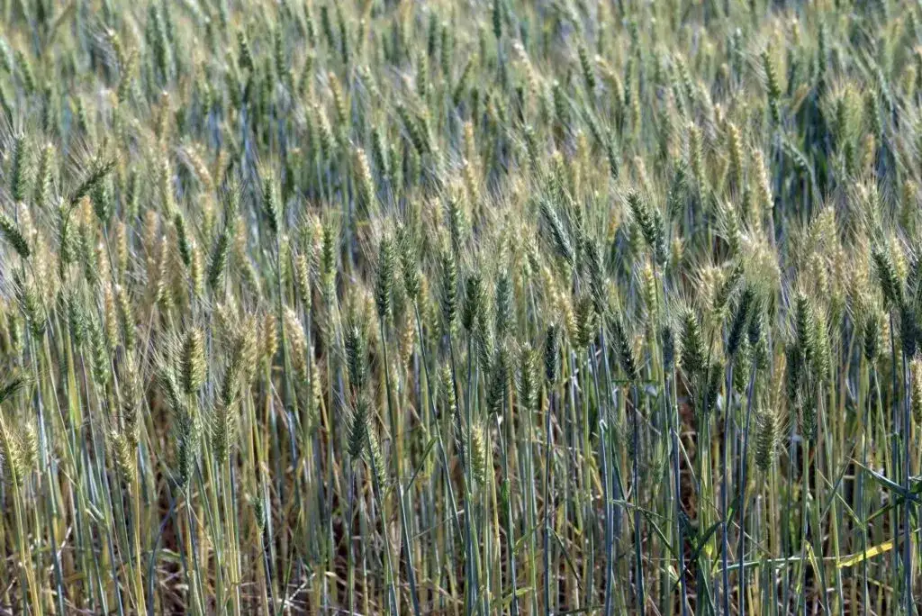 Jaki nawóz pod pszenżyto ozime zapewni najlepsze plony i wzrost?