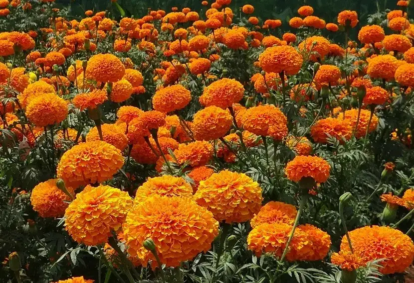 Jakie kwiaty kwitną całe lato? Odkryj piękne rośliny do ogrodu