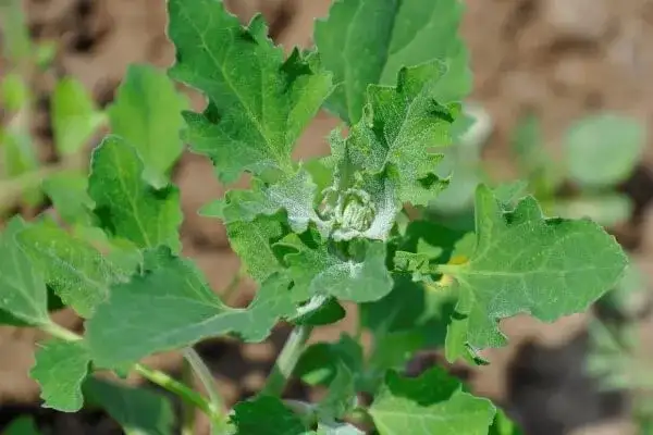 Jak skutecznie zwalczać komosę chwast i chronić swój ogród