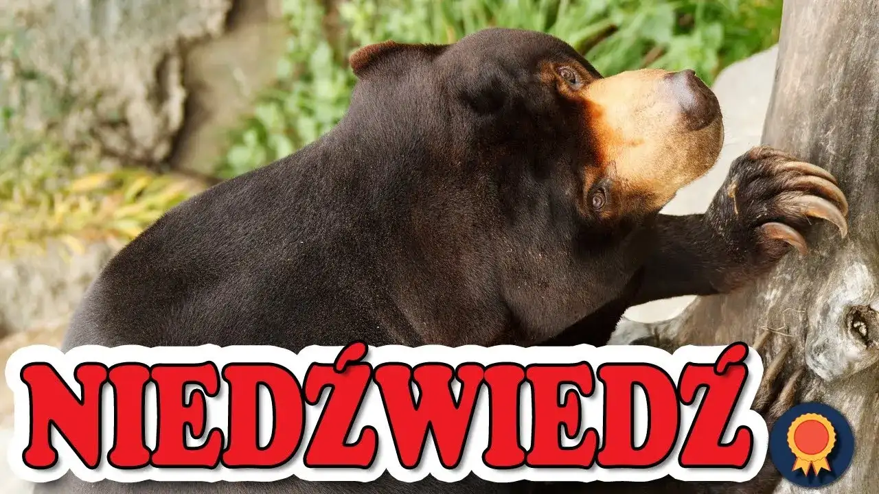 Najlepsze filmy o niedźwiedziu, które musisz zobaczyć - zaskakujące historie