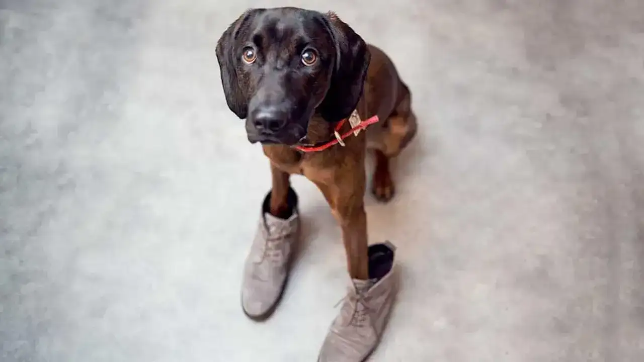 Jak zrobić buty dla psa, aby zapewnić mu komfort i ochronę