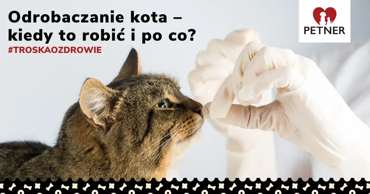 Jak często odrobaczać kota, by uniknąć groźnych pasożytów? Praktyczne porady