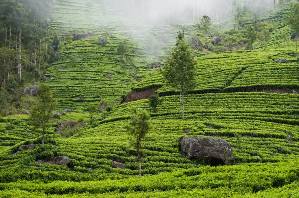 Sri Lanka co zwiedzić: najlepsze atrakcje, których nie możesz przegapić