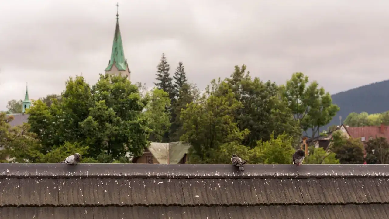 Gołębie odchody - jakie niosą zagrożenie dla zdrowia ludzi?