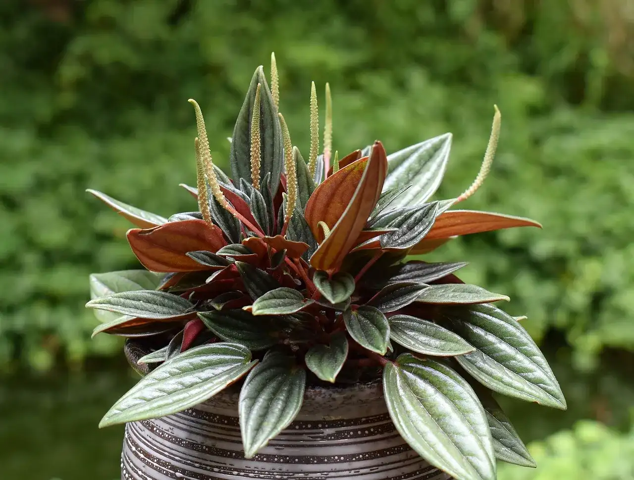 Kwiat peperomia czy kwitnie? Odkryj sekrety kwitnienia tej rośliny