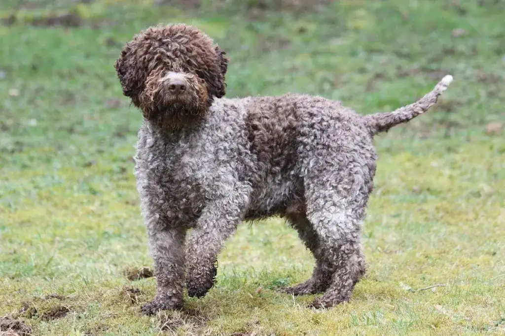 Najlepsze hodowle lagotto romagnolo w Polsce - kompletna lista i ceny