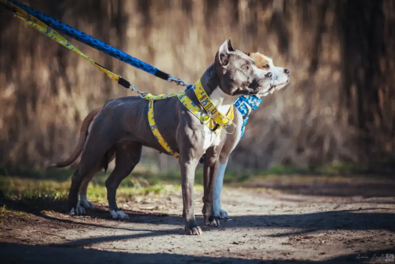 Najlepsze szelki dla amstaffa: jak wybrać bezpieczne i wygodne akcesoria