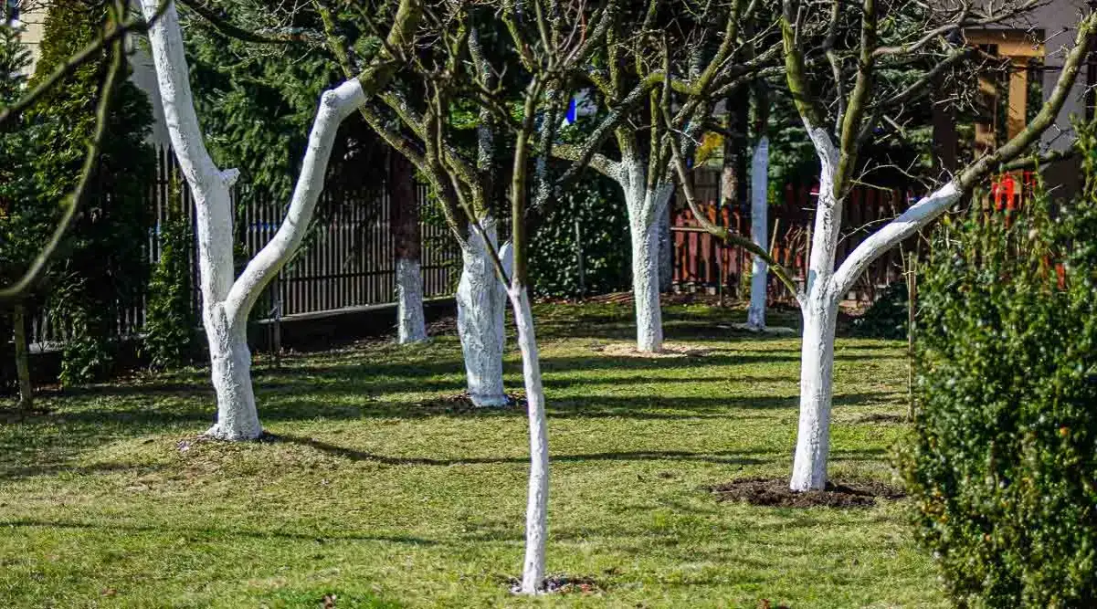 Czym bielić drzewa: 5 skutecznych metod ochrony przed mrozem