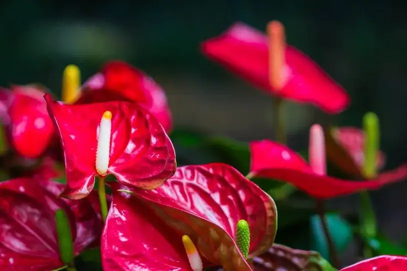 Kwiaty które przynoszą szczęście i pieniądze – poznaj ich moc i znaczenie