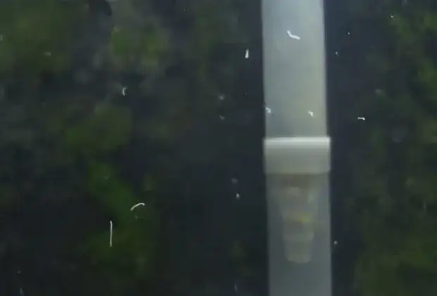 Skuteczne metody na nicienie w akwarium – jak się pozbyć problemu