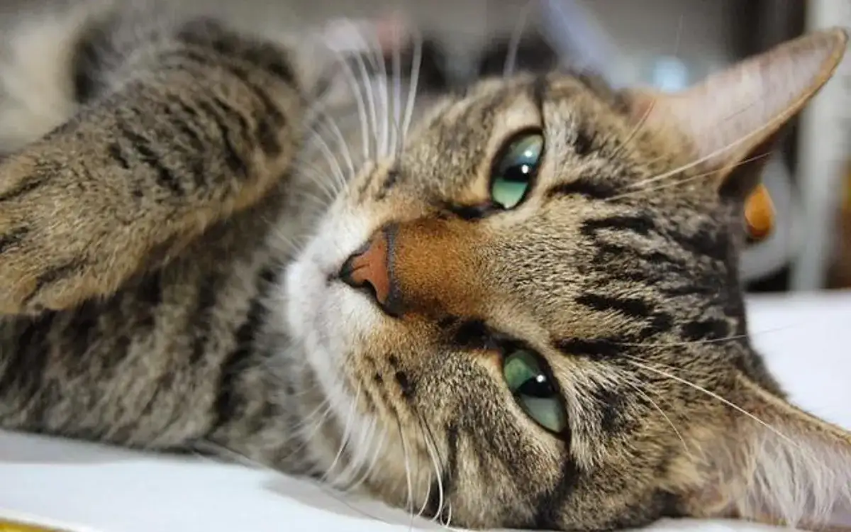 Pielęgnacja zwierząt we Włoszech: porady dla właścicieli