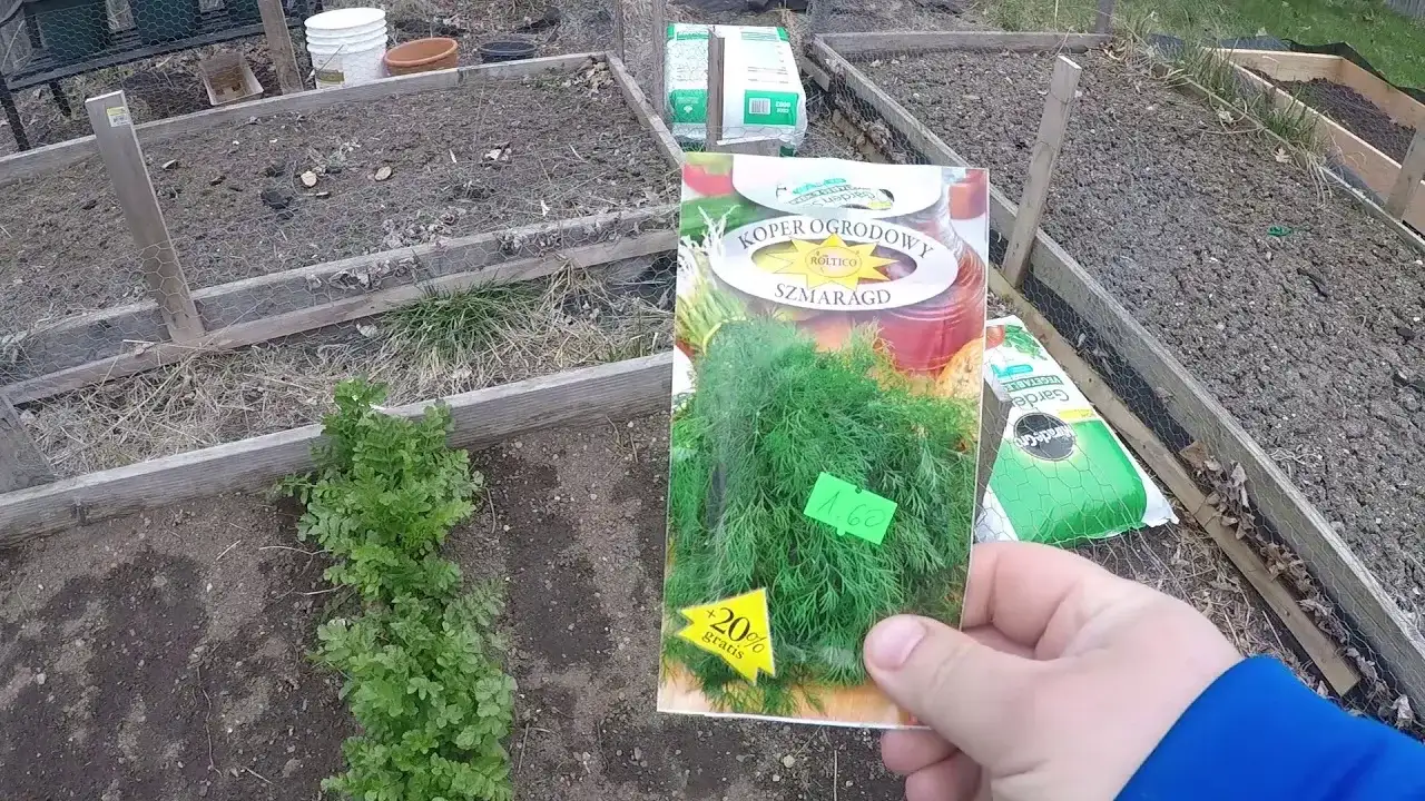 Kiedy siać koper do gruntu? Najlepszy czas i wskazówki uprawy