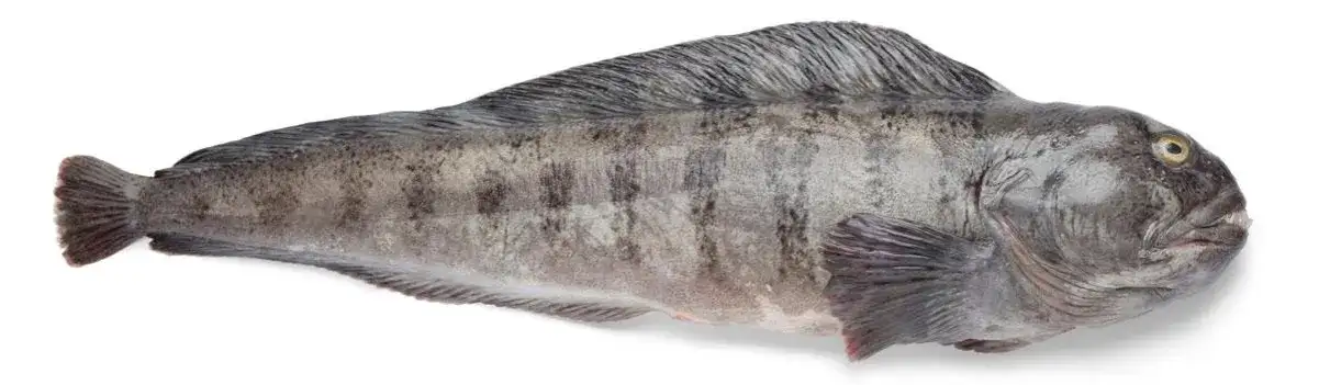 Czy ryba zębacz jest zdrowa? Poznaj prawdę o jej właściwościach odżywczych