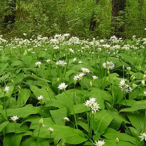 Czosnek niedźwiedzi kiedy kwitnie? Odkryj tajemnice jego kwitnienia