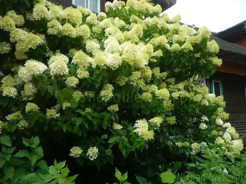 Najlepszy nawóz do hortensji - klucz do bujnego kwitnienia