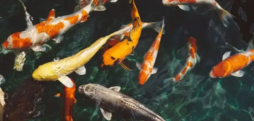 Czy rybki śpią? Zaskakujące fakty o ich unikalnym śnie