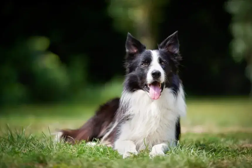 Border Collie - poznaj najpiękniejszą rasę psa na świecie i jej wygląd