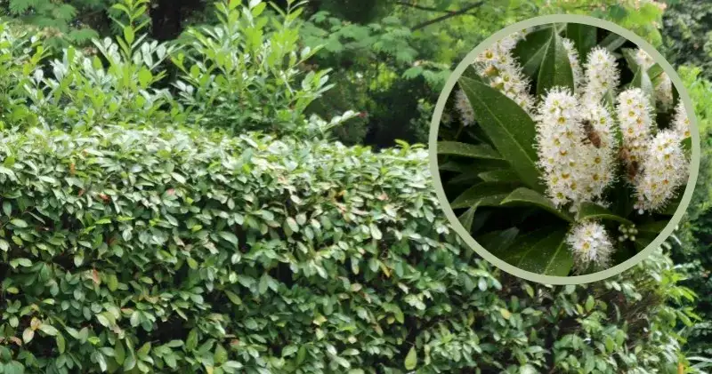 Jakie rośliny na żywopłot od wścibskich sąsiadów zapewnią prywatność?