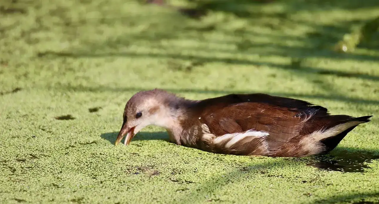 Naturalne eliksiry - przepisy na nalewki z rzęsy wodnej i piołunu, ich właściwości i opinie