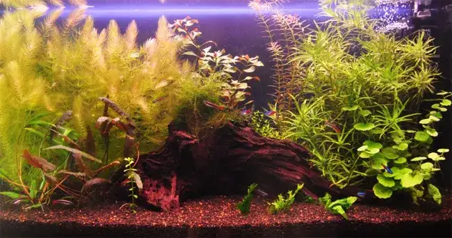 Dokładne obliczenia ile podłoża potrzebujesz do akwarium 112l - poradnik