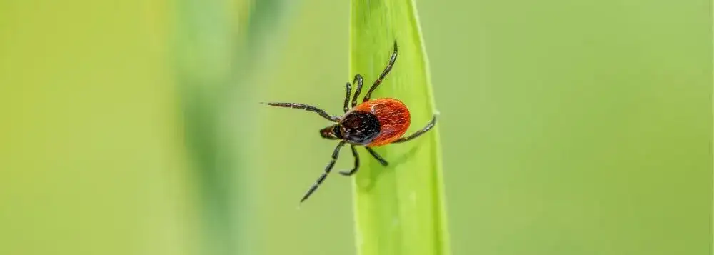 Jak usunąć kleszcza u człowieka - uniknij poważnych konsekwencji