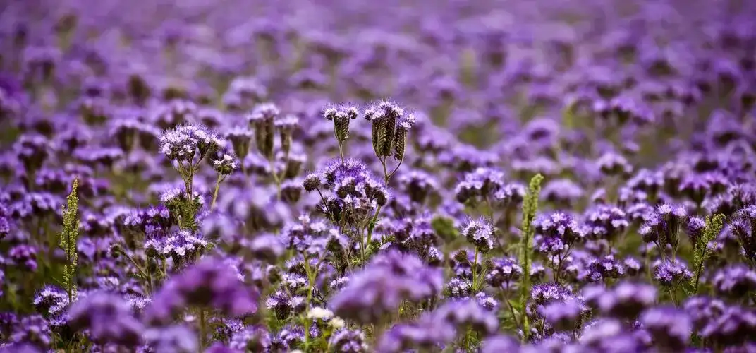 Kiedy kwitnie facelia? Kluczowe informacje dla ogrodników