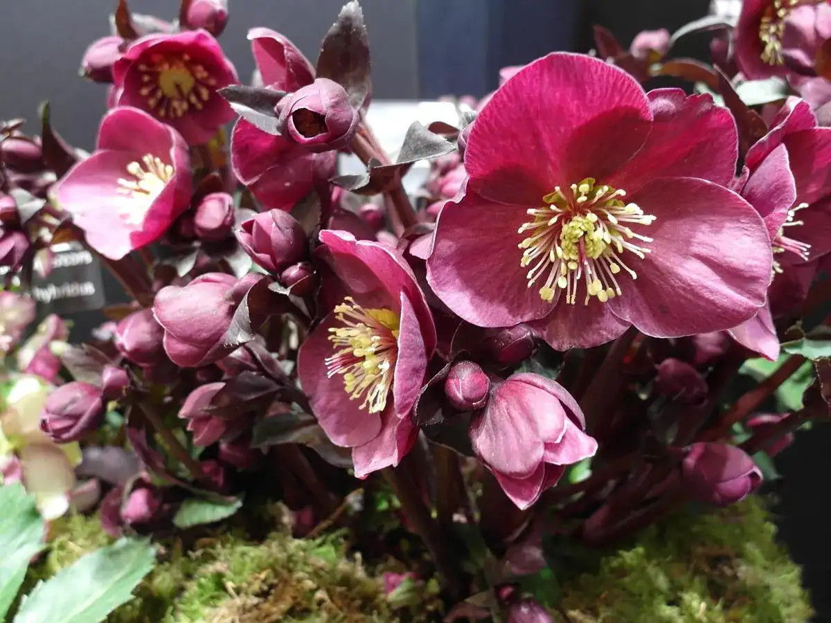 Kiedy kwitną ciemierniki? Odkryj ich piękno przez cały rok