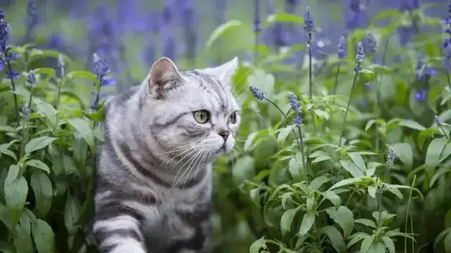 Lawenda trująca dla kotów - poznaj objawy zatrucia i skuteczną ochronę