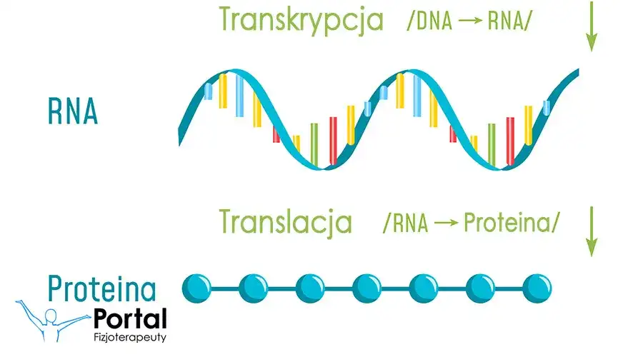 Co to jest transkrypcja w biologii i dlaczego jest tak ważna?