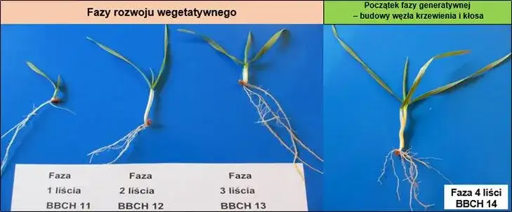 Fazy rozwojowe pszenicy ozimej: klucz do wysokich plonów