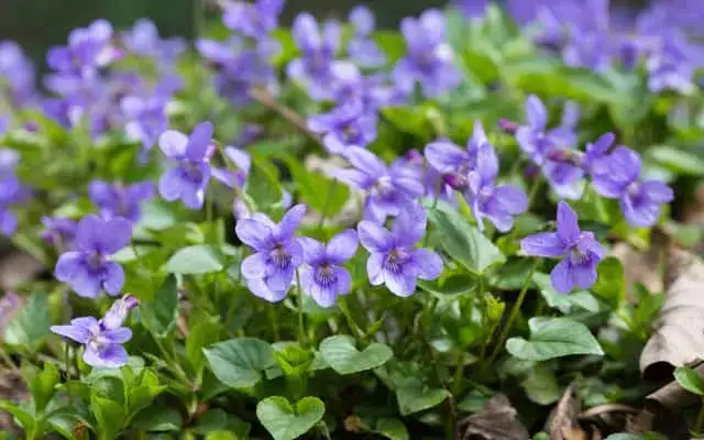 Czy fiołek alpejski może rosnąć w ogrodzie? Wymagania i wyzwania uprawy
