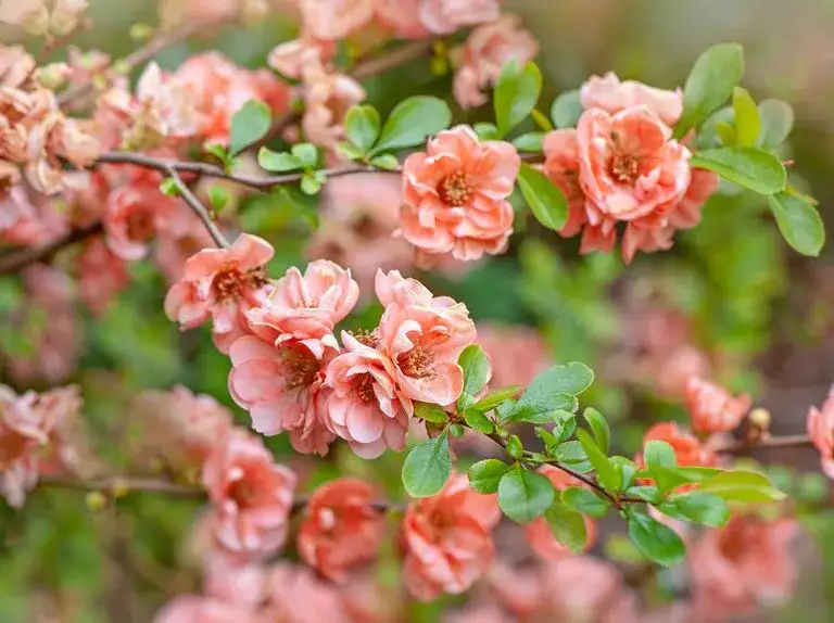 Kiedy sadzić pigwowca do gruntu, aby uniknąć błędów w uprawie?