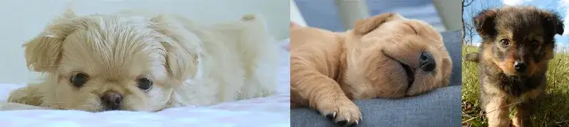 Kiedy można oddać szczeniaki, aby zapewnić im najlepszy start w życiu