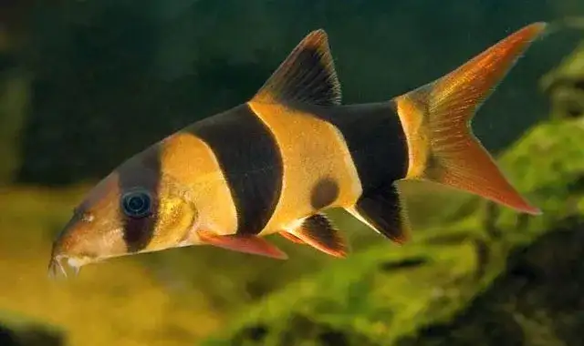 Jakie ryby najlepiej radzą sobie ze ślimakami w akwarium? Poznaj gatunki skutecznie kontrolujące ich populację
