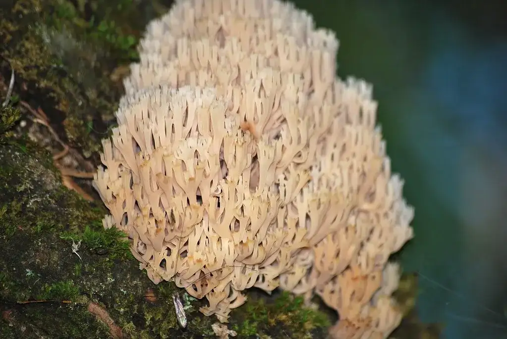 Gałęziak złocisty - jak rozpoznać tego rzadkiego grzyba w lesie