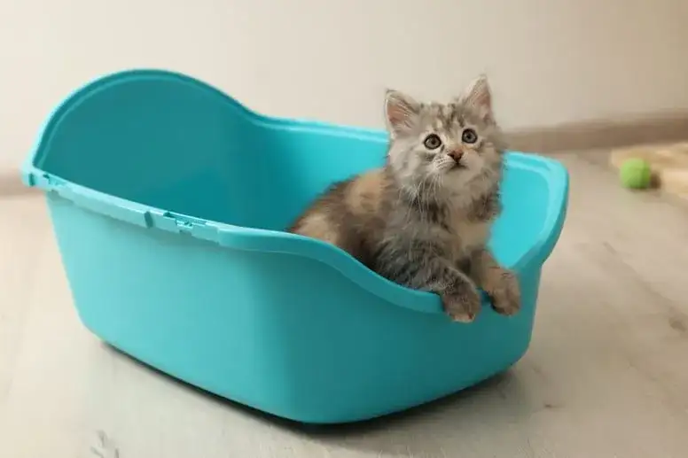 Jak nauczyć kociaka korzystania z kuwety bez frustracji i błędów