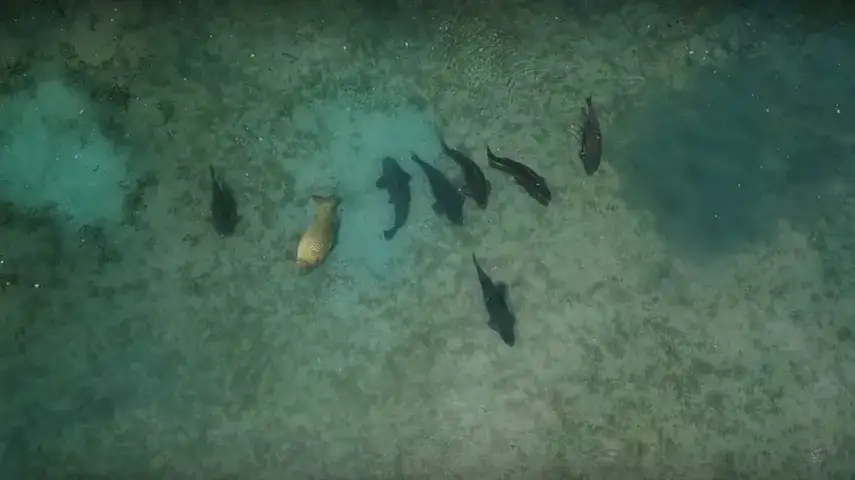 Was ist ein Karpfen? Eigenschaften, Lebensraum und kulinarische Bedeutung