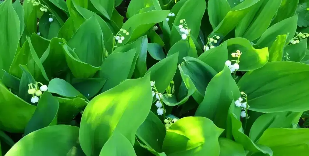 Jak sadzić konwalie w ogrodzie, aby pięknie kwitły przez lata