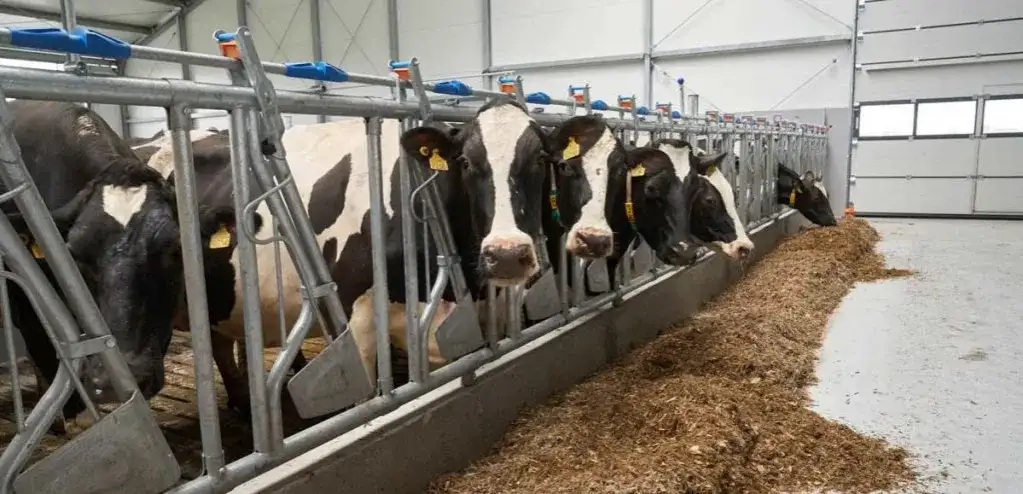 Drożdże dla krowy: korzyści i zastosowanie w hodowli bydła