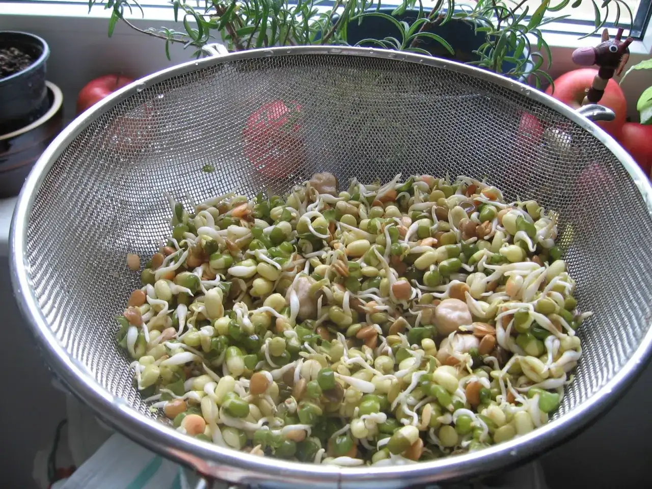 Kiełki na patelnię: jak jeść i łączyć z pysznymi potrawami