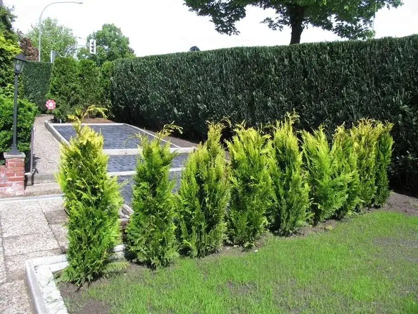 Jak prawidłowo sadzić tuje co 100 cm i uniknąć błędów w rozstawie roślin