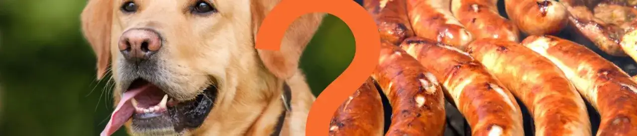 Czy pies może jeść kiełbasę - Poznaj prawdę o szkodliwych składnikach