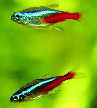Czy neonki się rozmnażają? Odkryj trudności i idealne warunki